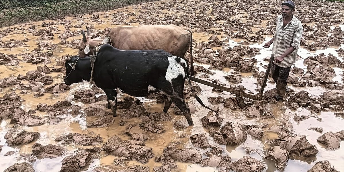 ನಾಪೋಕ್ಲು: ಮಳೆಯ ನಡುವೆಯೂ ಕೃಷಿ ಚಟುವಟಿಕೆ ಬಿರುಸು