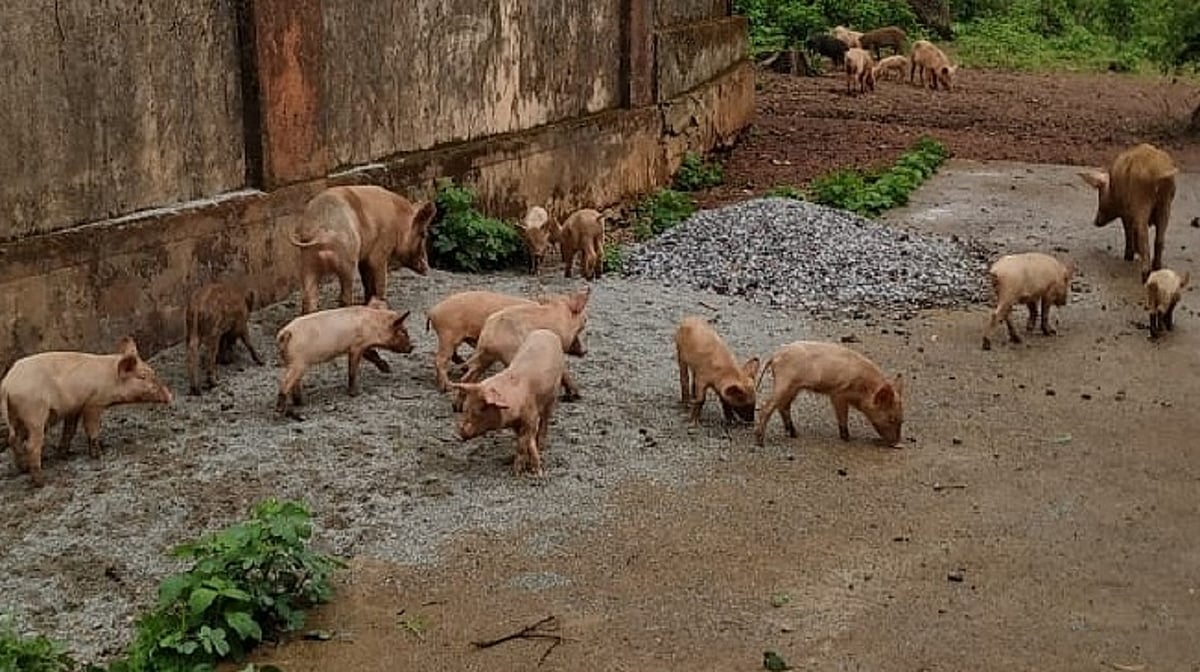 ಶಿರಸಿ: ಹಂದಿ ಹಾವಳಿ; ಜನರಿಗೆ ಕಿರಿಕಿರಿ