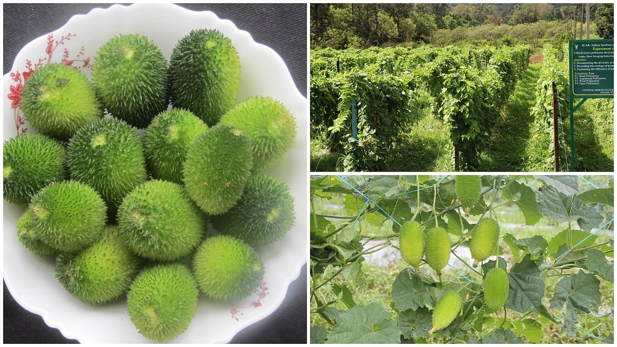 ಮರೆಯಾಗುತ್ತಿರುವ ಮಲೆನಾಡಿನ ಕಾಡು ತರಕಾರಿ ಮಡಹಾಗಲ