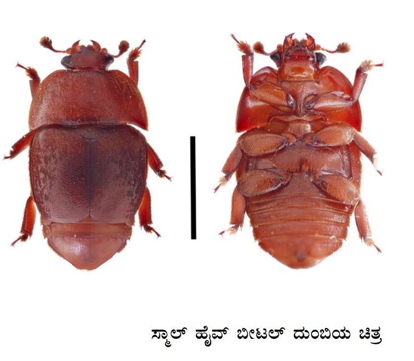 ಸ್ಮಾಲ್‌ ಹೈವ್ ಬೀಟಲ್ ದುಂಬಿಯ ಚಿತ್ರ