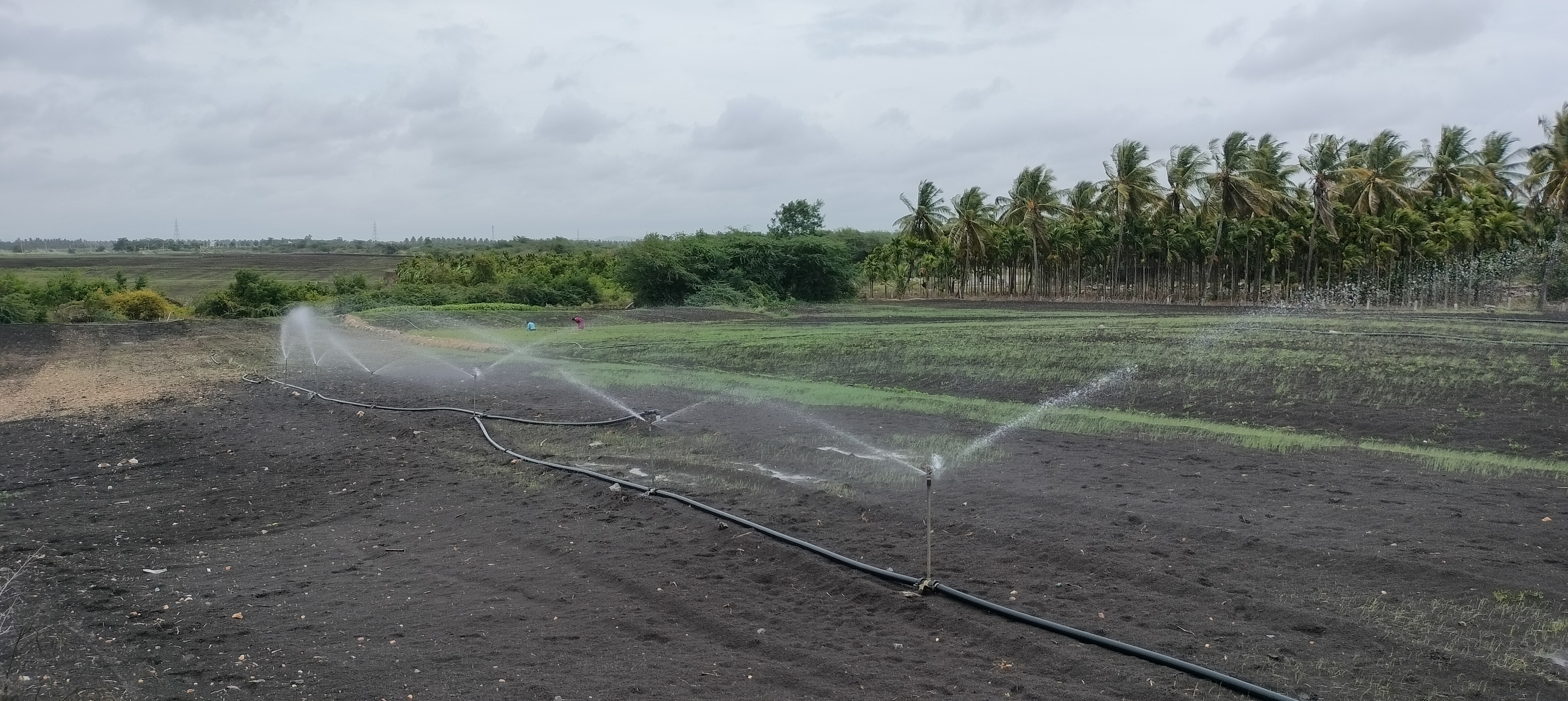 ಕಡೂರು ತಾಲೂಕು ಆಸಂದಿ ಗ್ರಾಮದ ಸಮೀಪ ಮಳೆ ಕೊರತೆಯಿಂದ ಬಿತ್ತನೆಯಾಗಿರುವ ಈರುಳ್ಳಿ ಬೆಳೆಗೆ ಸ್ಪ್ರಿಂಕ್ಲರ್ ಮೂಲಕ ನೀರು ಪೂರೈಸುತ್ತಿರುವುದು