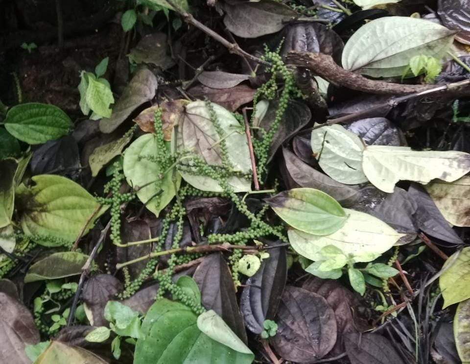 ಮೂಡಿಗೆರೆ ತಾಲ್ಲೂಕಿನ ಹಂತೂರು ಗ್ರಾಮದ ಮಹೇಶ್ ಅವರ ತೋಟದಲ್ಲಿ ನೆಲ ಕಚ್ಚಿರುವ ಕಾಳು ಮೆಣಸಿನ ತೆನೆ