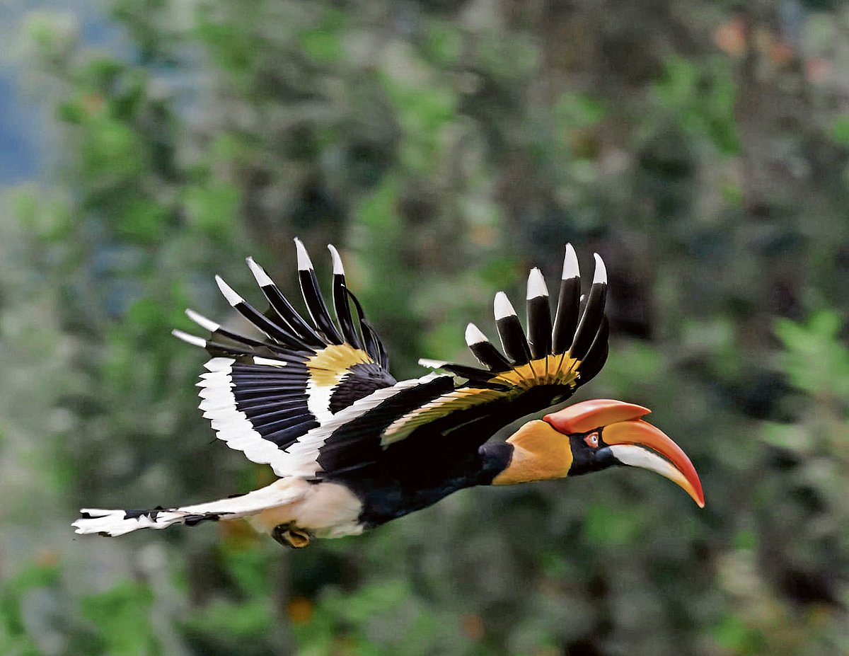 ತಮಿಳುನಾಡು: ಮಂಗಟ್ಟೆ ಪಕ್ಷಿ ಸಂರಕ್ಷಣಾ ಕೇಂದ್ರ ಸ್ಥಾಪನೆಗೆ ನಿರ್ಧಾರ