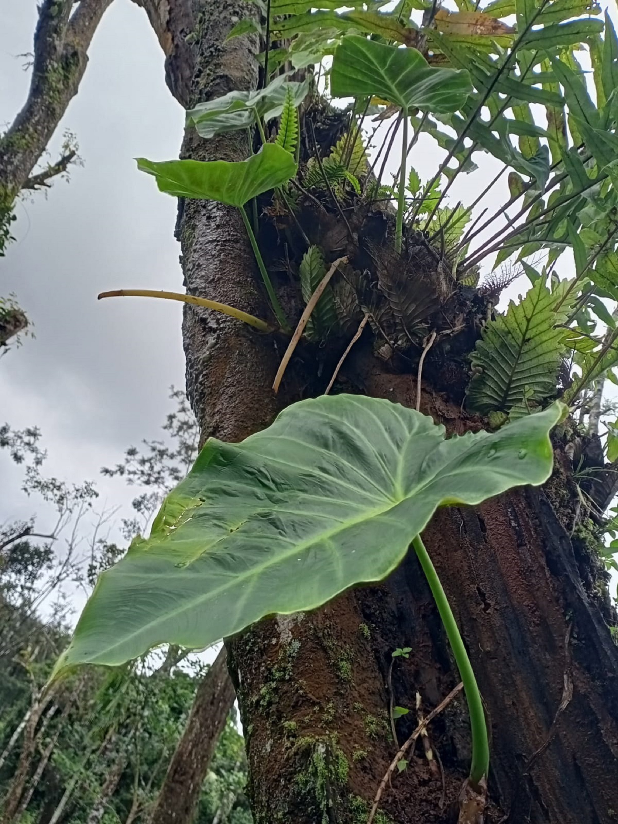 ಮರಕೆಸು