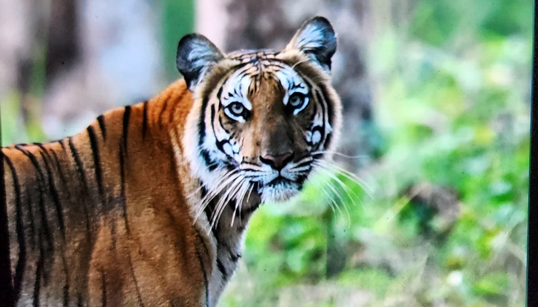 ದಟ್ಟ ಕಾನನದಲ್ಲಿ ಕಾಣಿಸಿಕೊಂಡ ಹುಲಿ