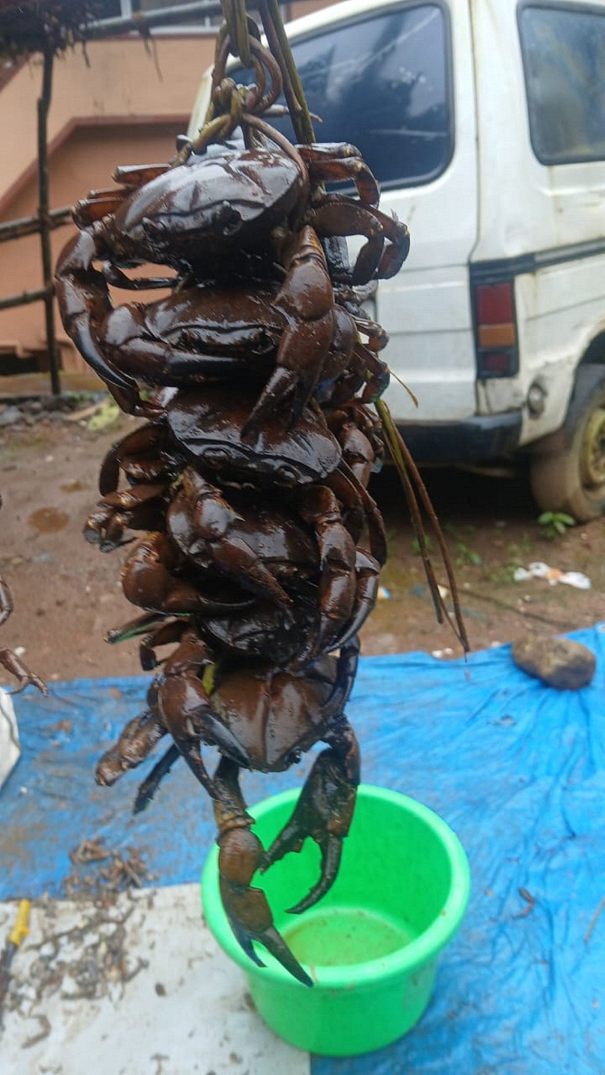 ಮಡಿಕೇರಿ: ಏಡಿ ಈಗ ಅಪರೂಪದ ಅತಿಥಿ...!