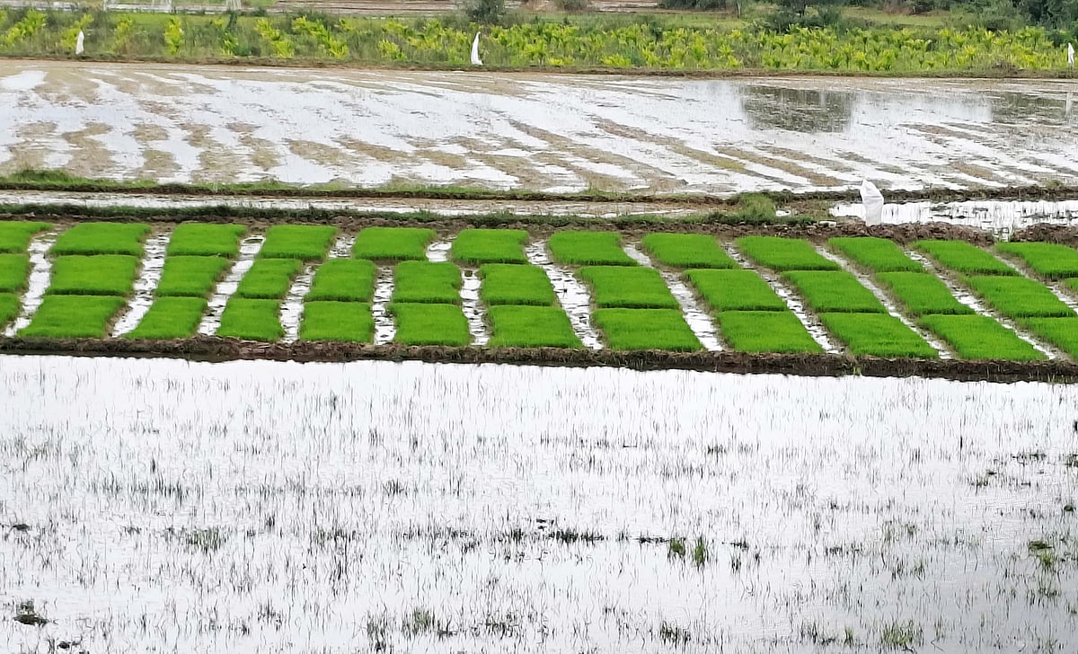 ಆಲೂರು: ಭತ್ತದ ಸಸಿ ನಾಟಿಗೆ ಭರದ ಸಿದ್ಧತೆ