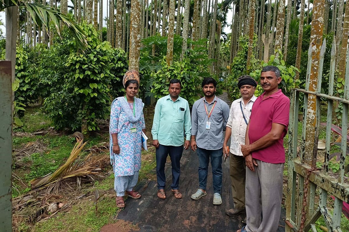 ನ್ಯಾಮತಿ | ಕೈ ಹಿಡಿದ ಸಾವಯವ ಕೃಷಿ; ಆದಾಯದ ಖುಷಿ 