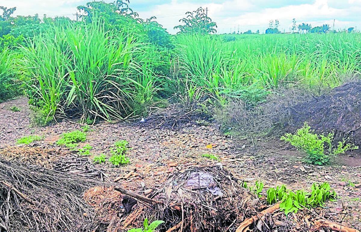 ರಬಕವಿ ಬನಹಟ್ಟಿ | ಕಾಲುವೆ ನಿರ್ಮಾಣ: ಬಾರದ ಪರಿಹಾರ