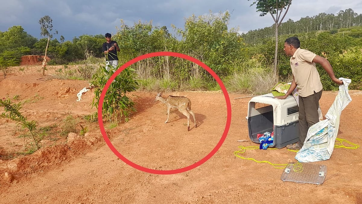 ಸೂಲಿಬೆಲೆ: ಬಾವಿಗೆ ಬಿದ್ದ ಜಿಂಕೆ ರಕ್ಷಣೆ