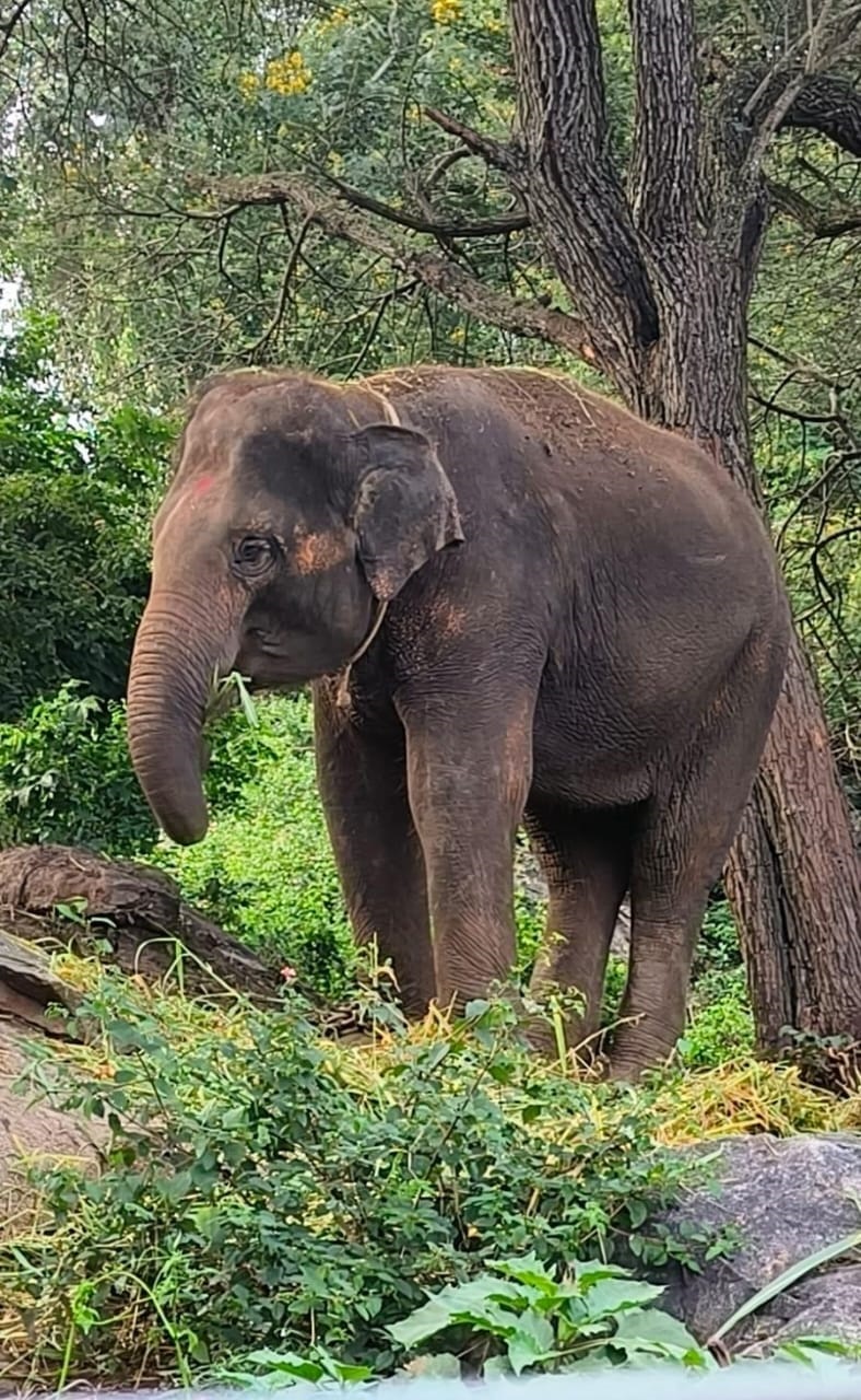 ಜಪಾನ್‌ಗೆ ತೆರಳಲಿರುವ ಆನೆ 