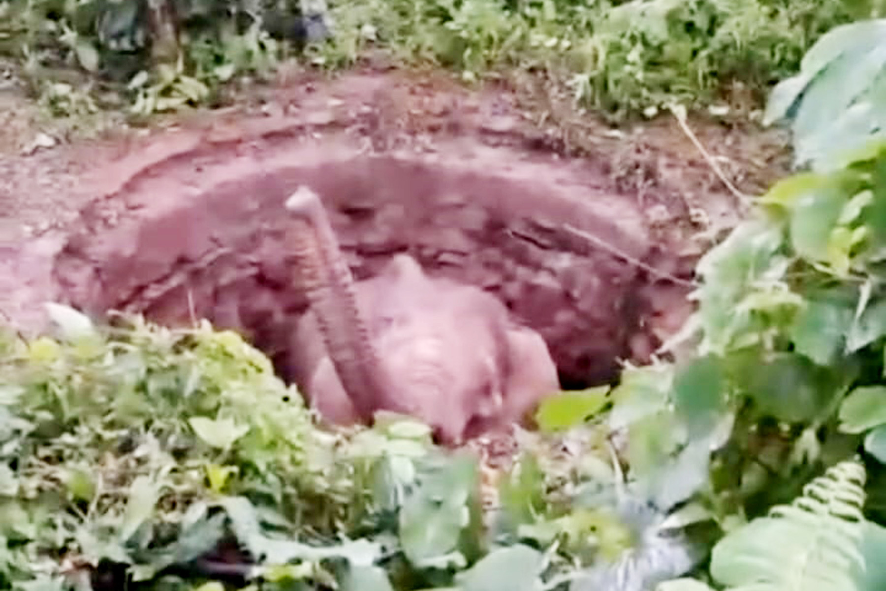 ನಾಪೋಕ್ಲು ಸಮೀಪದ ಕರಡ ಗ್ರಾಮದಲ್ಲಿ ಆಹಾರ ಅರಸಿ ಬಂದ ತಾಯಿ ಆನೆ ಶೌಚಾಲಯದ ಗುಂಡಿಗೆ ಬಿದ್ದಿತ್ತು