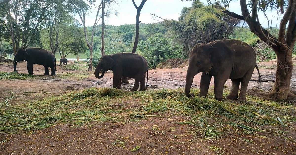 ಜಪಾನ್‌ಗೆ ಬನ್ನೇರುಘಟ್ಟದ ಆನೆಗಳ ಪ್ರಯಾಣ: ವಿಮಾನದಲ್ಲಿ ಸೌತೆಕಾಯಿ, ಬಾಳೆ ಹಣ್ಣು 