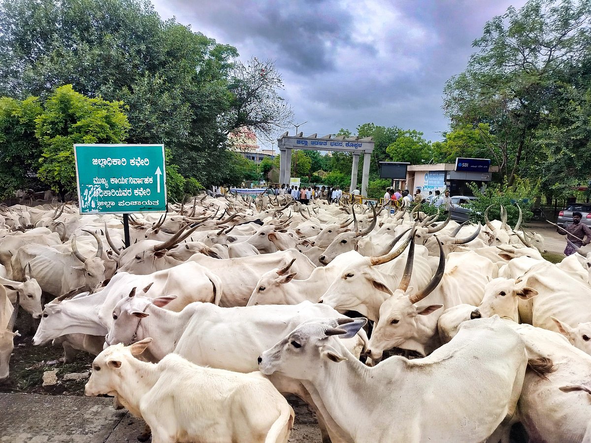 ಕೊಪ್ಪಳ: ಬಲ್ಡೋಟಾ ಕಾರ್ಖಾನೆ ಆವರಣದಲ್ಲಿ ಜಾನುವಾರು ನುಗ್ಗಿಸಿ ಆಕ್ರೋಶ

