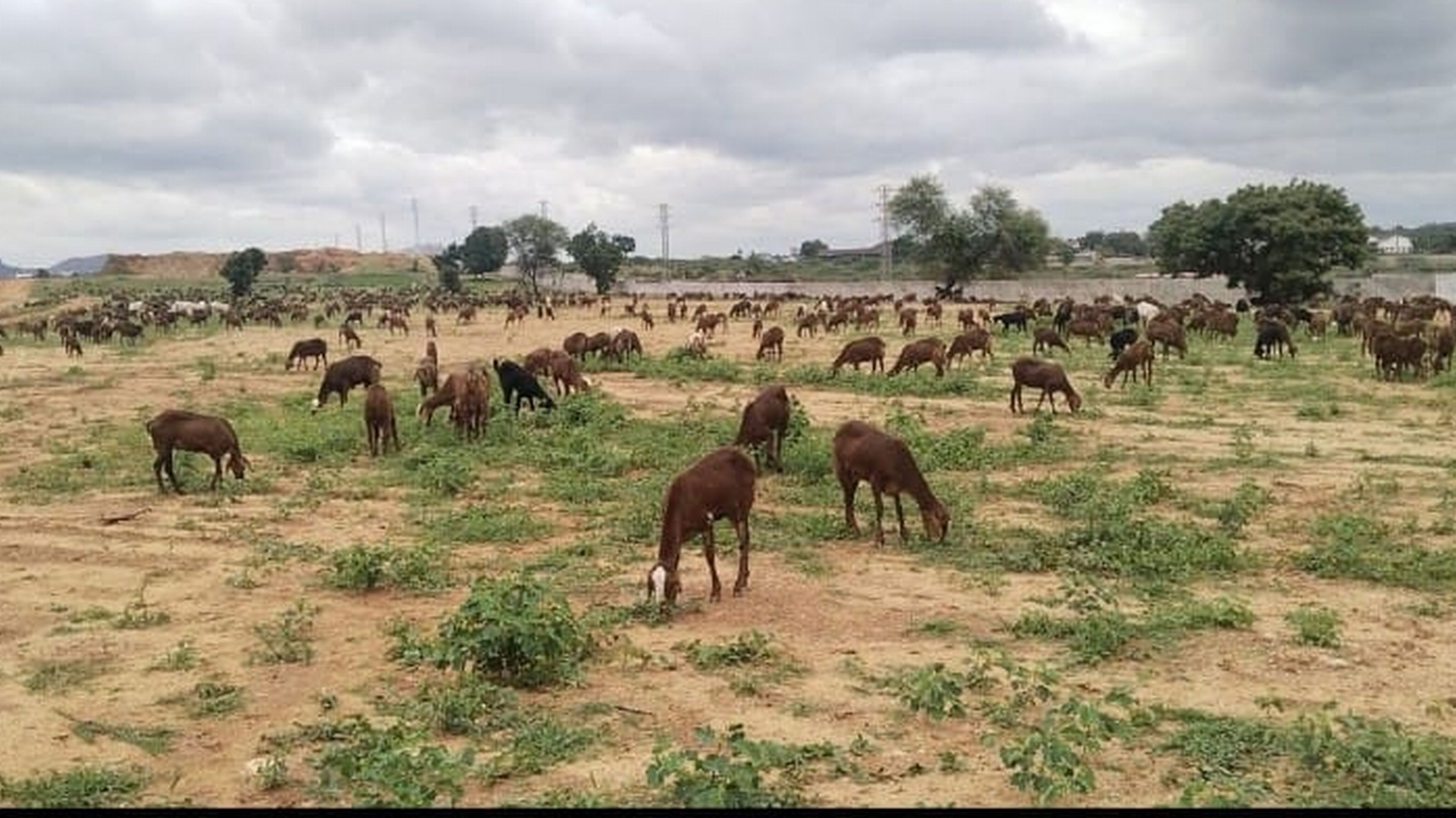 ಬಲ್ಡೋಟಾ ಫ್ಯಾಕ್ಟರಿ ಆವರಣದಲ್ಲಿ ಕುರಿಗಳು 