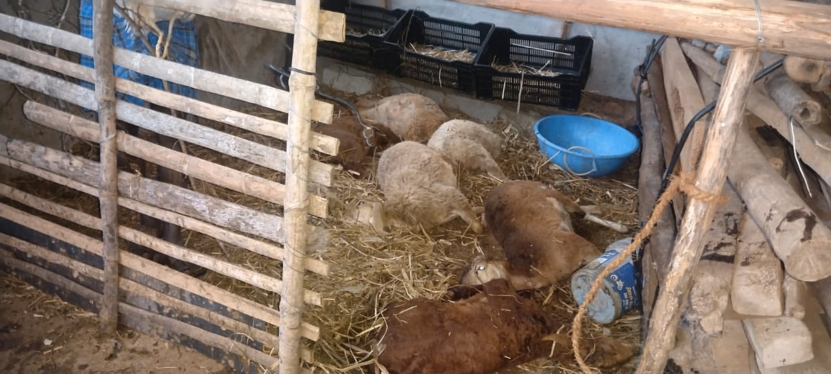 ತಿಪಟೂರು: ಚಿರತೆ ದಾಳಿಗೆ ಏಳು ಕುರಿ ಸಾವು 