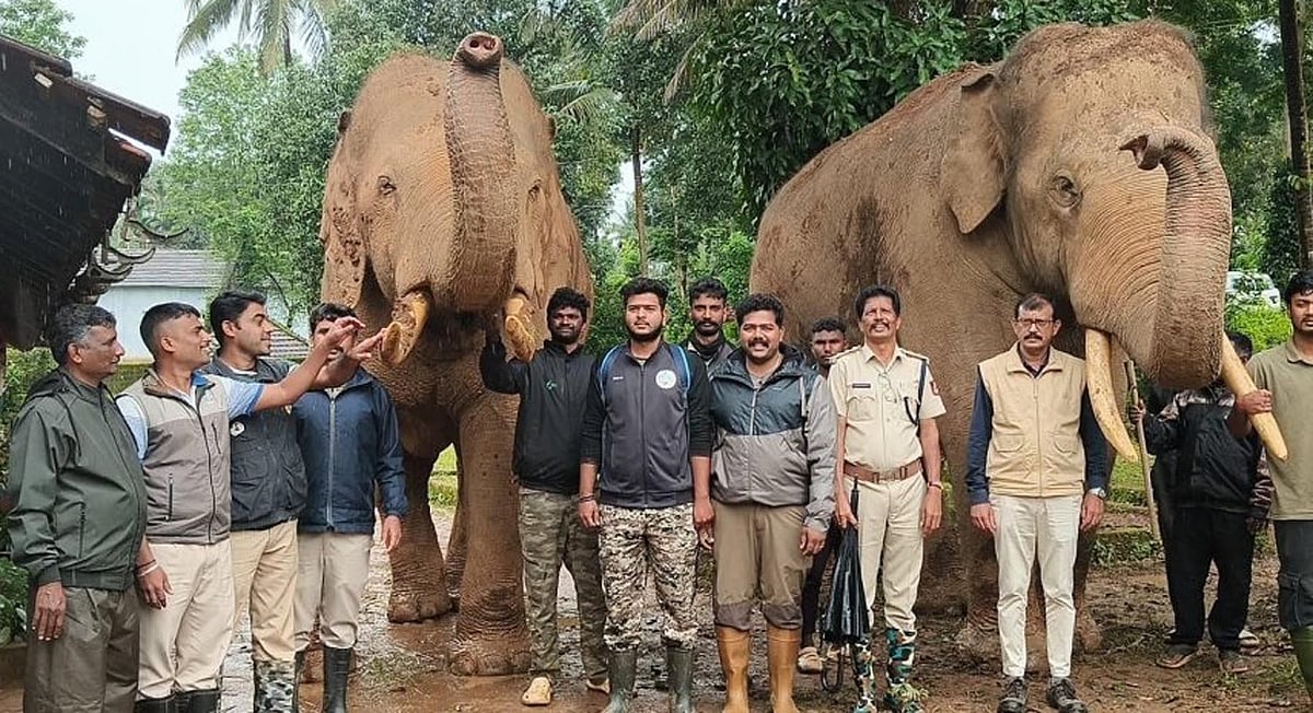ಗೋಣಿಕೊಪ್ಪಲು | ಹುಲಿ ಸೆರೆ ಕಾರ್ಯಾಚರಣೆ ಸ್ಥಗಿತ: ಸಾಕಾನೆ ಶಿಬಿರದ ಆನೆಗಳು ವಾಪಸ್‌