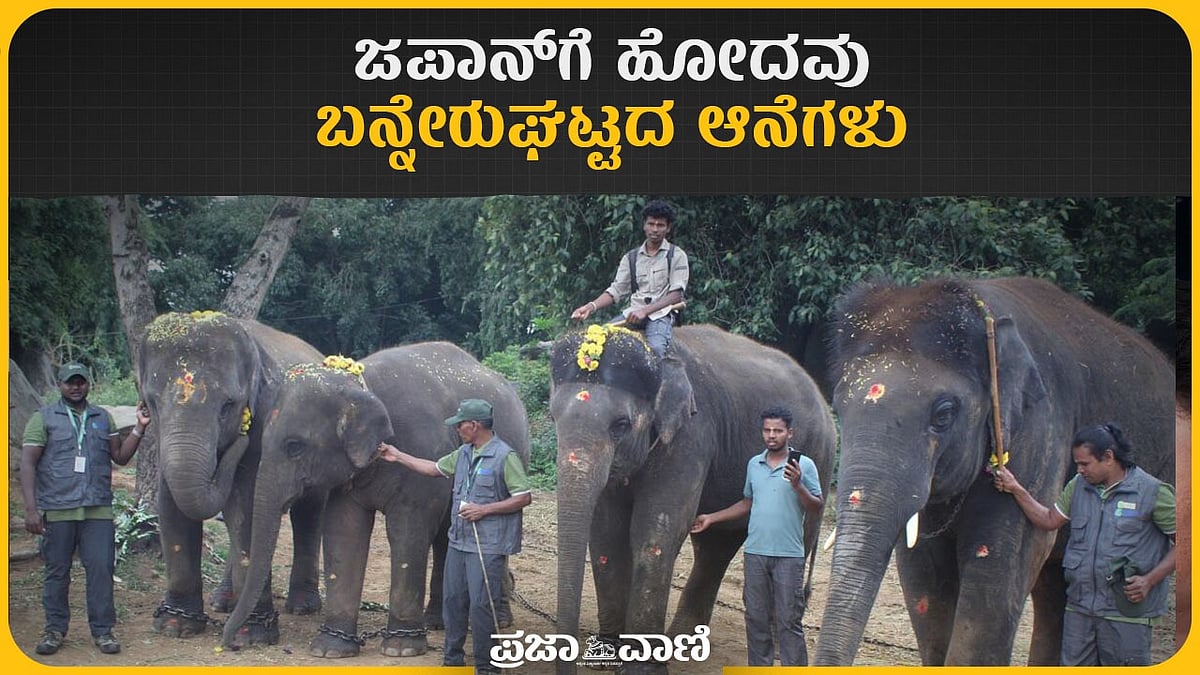 Video | ಜಪಾನ್‌ಗೆ ಹೋದವು ನಮ್ಮ ಬನ್ನೇರುಘಟ್ಟದ ಆನೆಗಳು