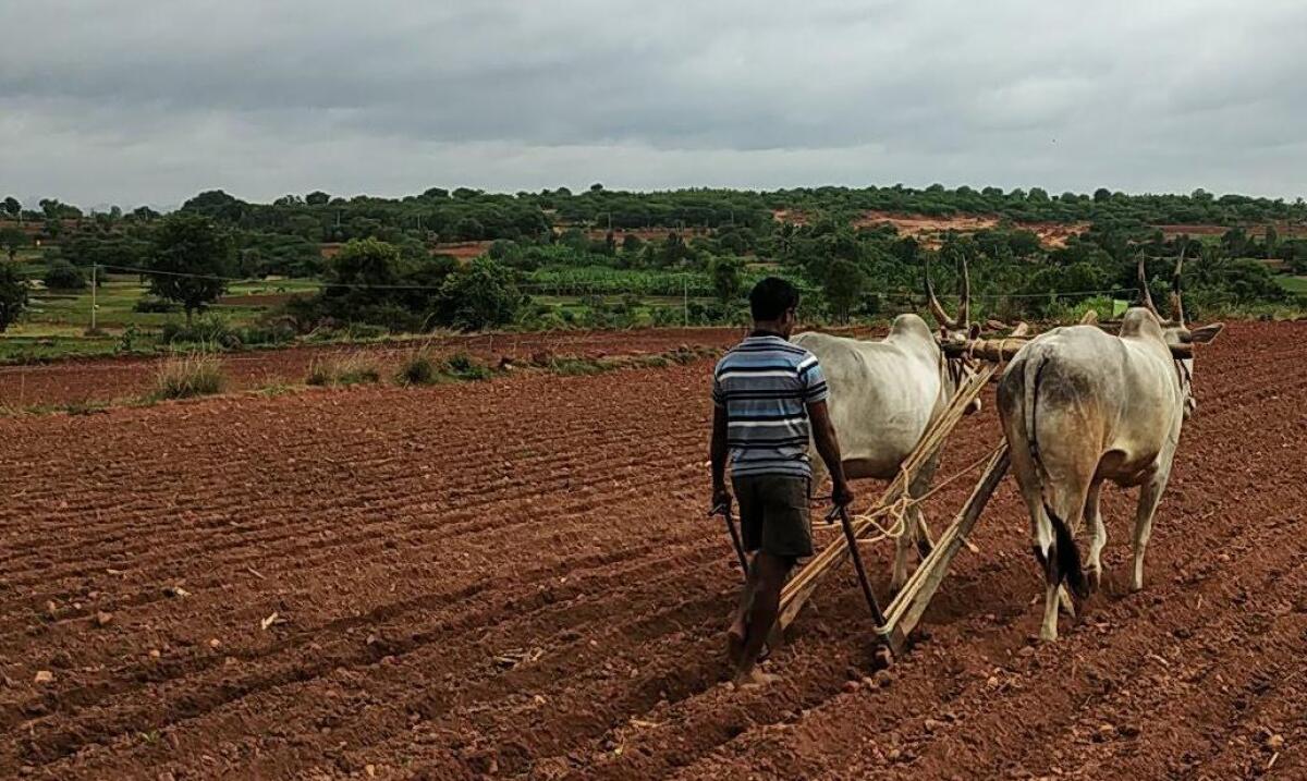 ದೊಡ್ಡಬಳ್ಳಾಪುರ ತಾಲ್ಲೂಕಿನ ಸಾಸಲು ಹೋಬಳಿಯ ಶ್ರೀರಾಮನಹಳ್ಳಿ ಗ್ರಾಮದ ರೈತರು  ಮುಸುಕಿನಜೋಳ ಬಿತ್ತನೆಗೆ ನೇಗಿಲಿನಿಂದ ಸಾಲುಗಳನ್ನು ಸಿದ್ದ ಮಾಡುವಲ್ಲಿ ನಿರತರಾಗಿರುವುದು