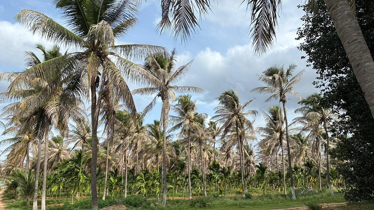 ಕಲ್ಪವೃಕ್ಷಕ್ಕೆ ಕೀಟಗಳ ಕಾಟ: ಸಮಸ್ಯೆ ಪರಿಹಾರಕ್ಕೆ ಇಲ್ಲಿವೆ ಪರಿಣಾಮಕಾರಿ ಸೂತ್ರಗಳು