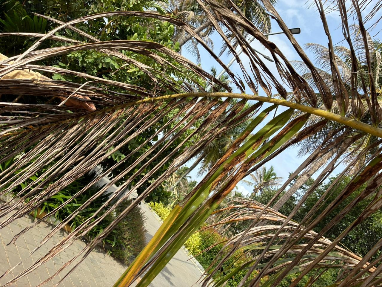 ಕೀಟ ಬಾಧೆಯಿಂದ ಹಾನಿಗೀಡಾದ ಎಲೆಗಳು