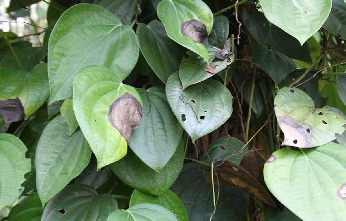 ಶಿರಸಿ | ಕಾಳುಮೆಣಸು: ಬಳ್ಳಿಯೇರಿದ ‘ಸೊರಗು ರೋಗ’