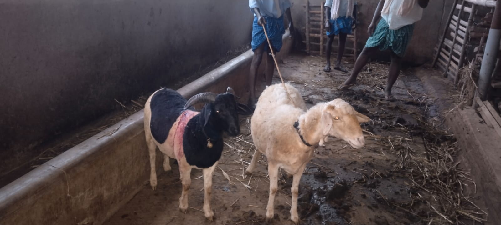 ಗಾಯಗೊಂಡ ಕುರಿಗಳು.