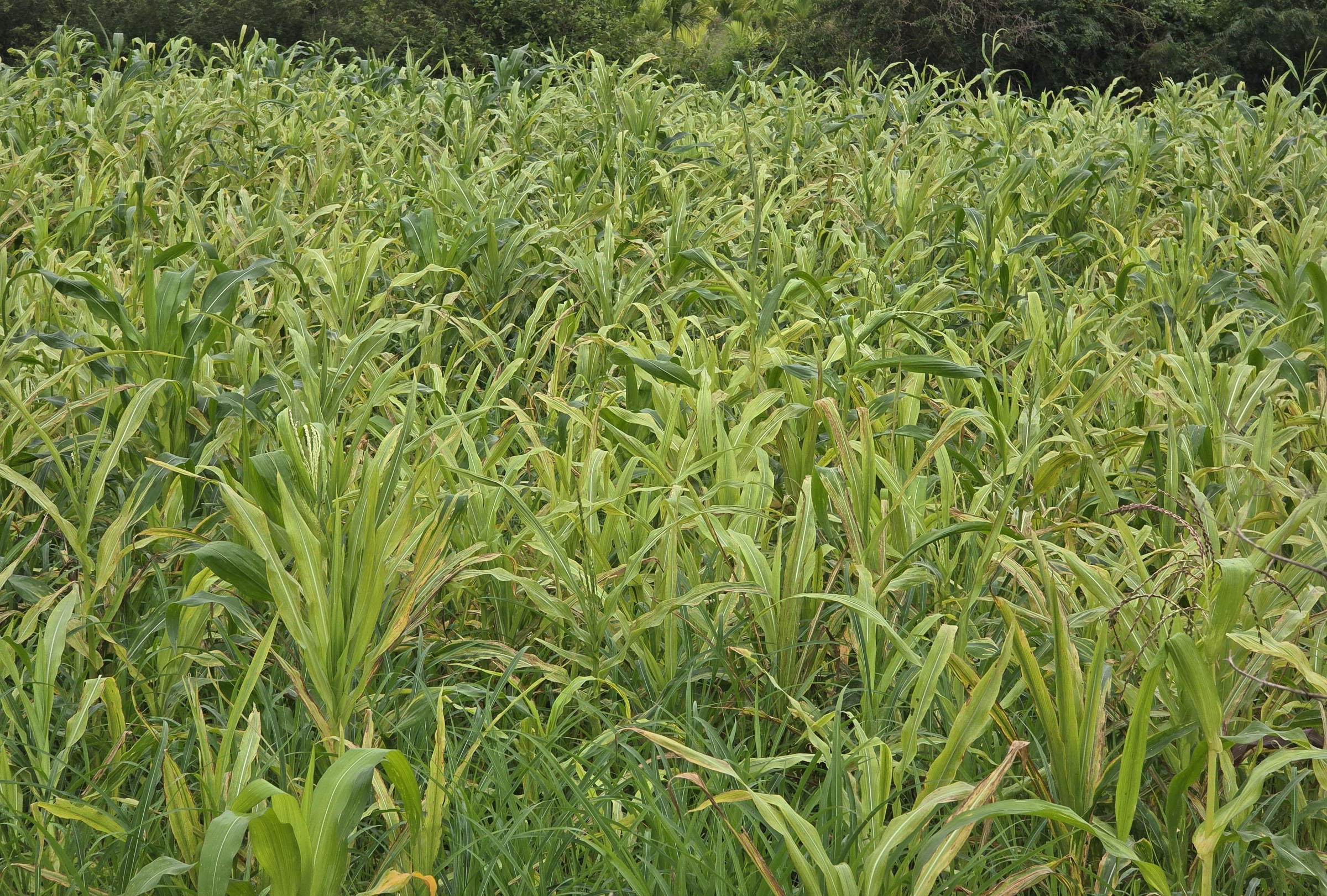 ಕೇದಿಗೆ ರೋಗ ತಗುಲಿದೆ ಪಾಪ್‌ಕಾರ್ನ್ ಬೆಳೆ