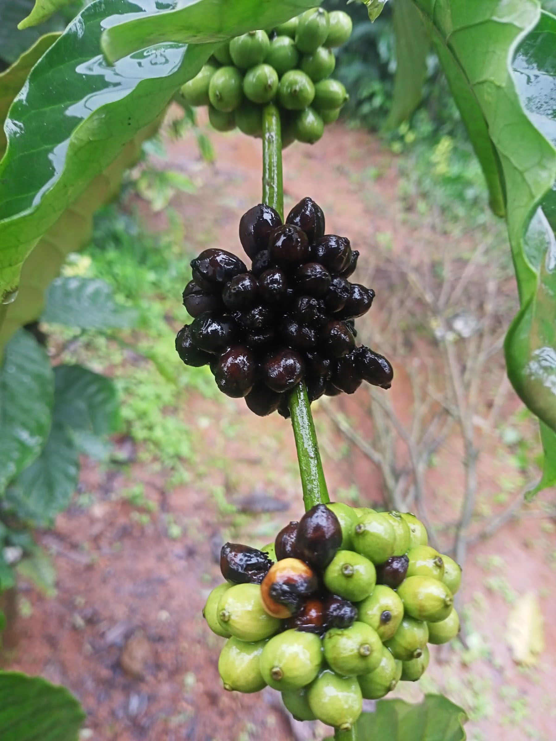 ಕೊಳೆರೋಗಕ್ಕೆ ತುತ್ತಾದ ಕಾಫಿಗಿಡದ ಗೊಂಚಲು 
