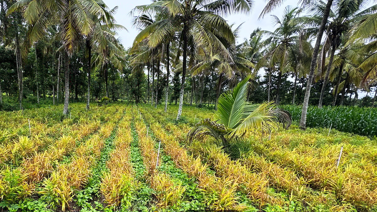 ಶುಂಠಿ ಬೆಳೆಗೆ ‘ಬೆಂಕಿ ರೋಗ’ ಬಾಧೆ: ನಿರ್ವಹಣೆಗೆ ಕ್ರಮಗಳೇನು?
