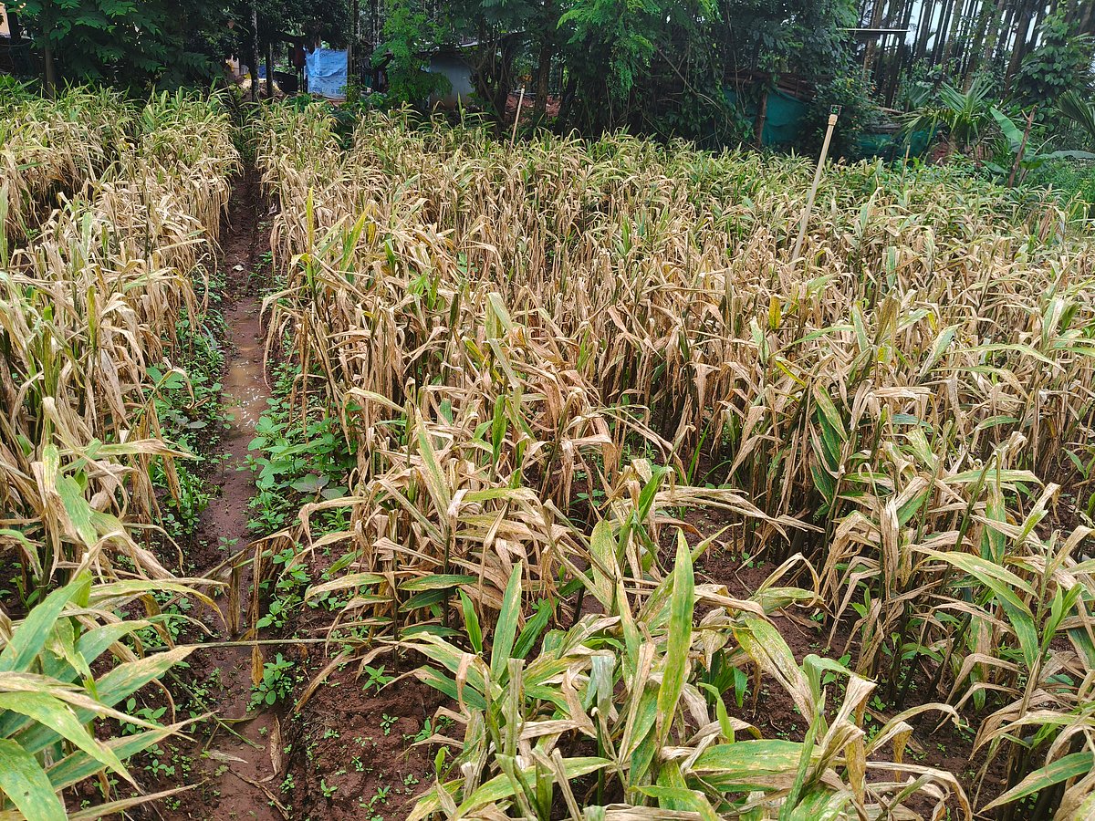 ಶಿವಮೊಗ್ಗ: ಶುಂಠಿಗೆ ಬೆಂಕಿ ರೋಗ; ಬೆಳೆಗಾರ ಚಿಂತಾಕ್ರಾಂತ 