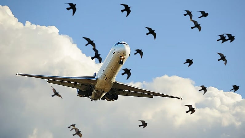 ದೆಹಲಿ, ಬೆಂಗಳೂರು ವಿಮಾನ ನಿಲ್ದಾಣಗಳಲ್ಲಿ ಹೆಚ್ಚು ಹಕ್ಕಿ ಡಿಕ್ಕಿ ಪ್ರಕರಣಗಳು ವರದಿ