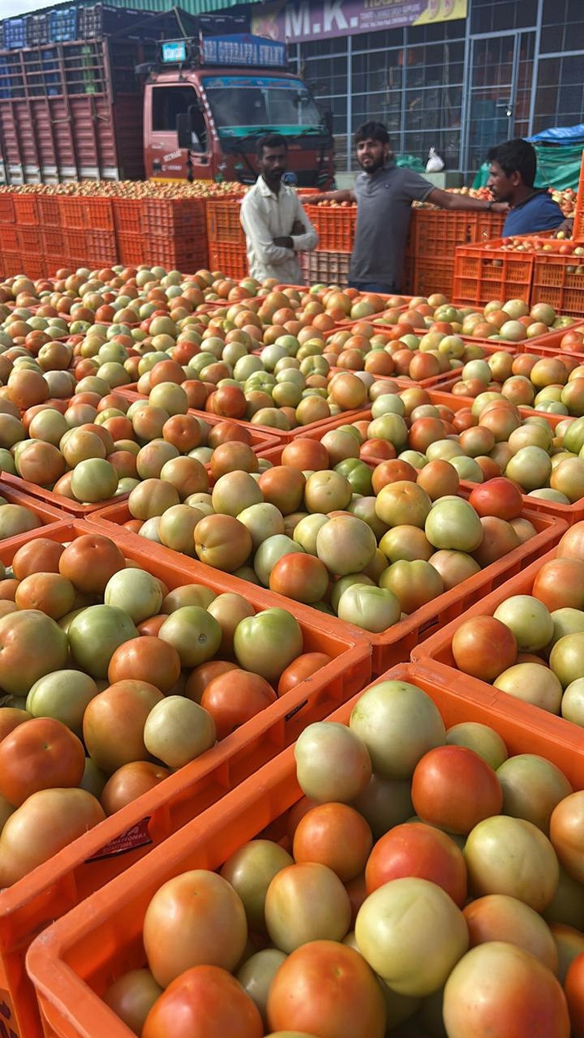 ಏರಿಕೆಯತ್ತ ಟೊಮೆಟೊ ಬೆಲೆ: ರೈತರಿಗೆ ಸಂತಸ