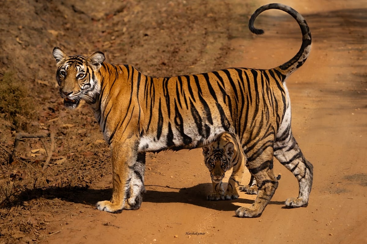 ಕೊಡಗು: ಜಿಲ್ಲೆಯಲ್ಲಿ ಹುಲಿ–ಮಾನವ ಸಂಘರ್ಷ ಹೆಚ್ಚಳ