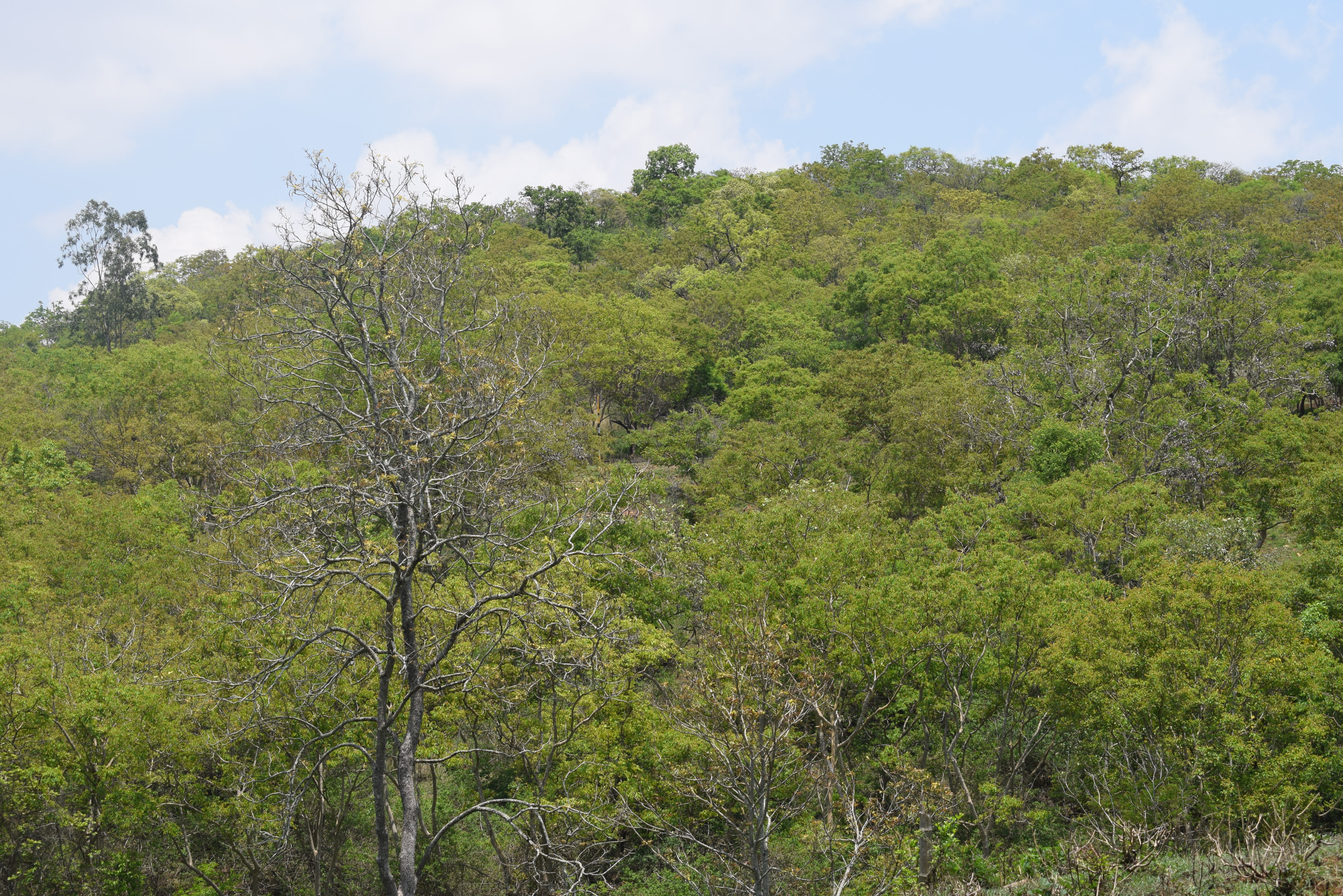 ಬಂಡೀಪುರ ಅರಣ್ಯ ಪ್ರದೇಶ ಹಸಿರಾಗಿರುವುದು