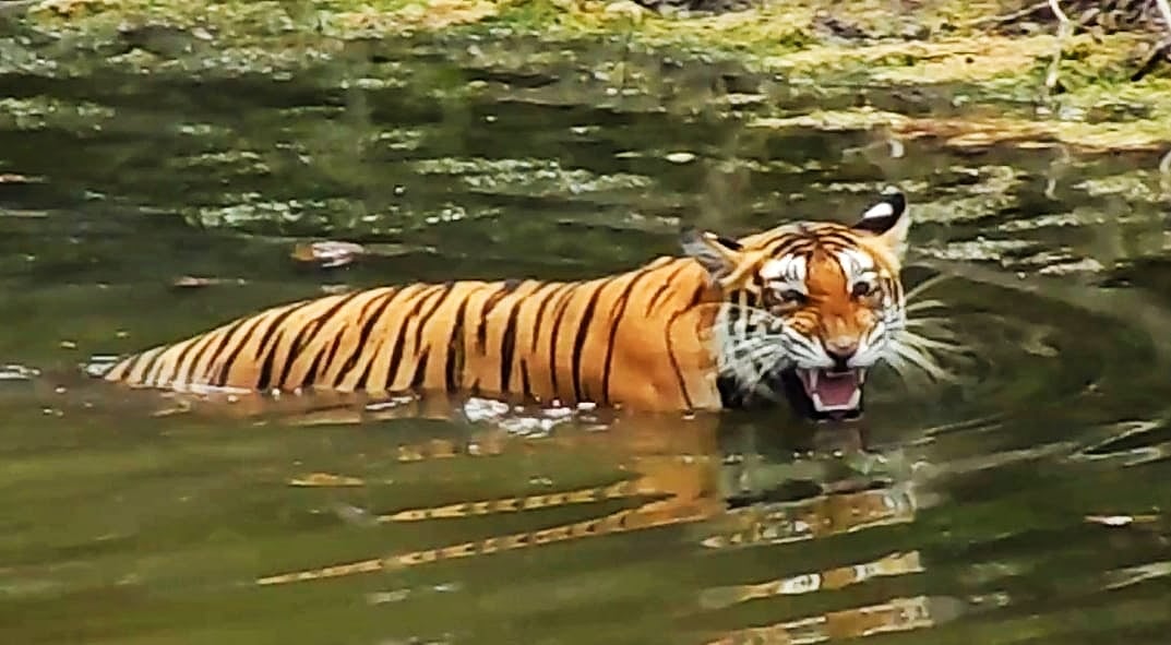 ಮಲೆ ಮಹದೇಶ್ವರ ವನ್ಯ ಧಾಮದಲ್ಲಿ ಹುಲಿ ಹತ್ಯೆ ಪ್ರಕರಣ: ಒಬ್ಬ ಆರೋಪಿ ಶರಣು

