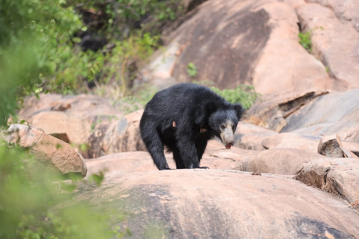 ಹೊಸಪೇಟೆ | ಜಂಬುನಾಥ ದೇವಸ್ಥಾನದಲ್ಲಿ ಕರಡಿ ಕಾಟ