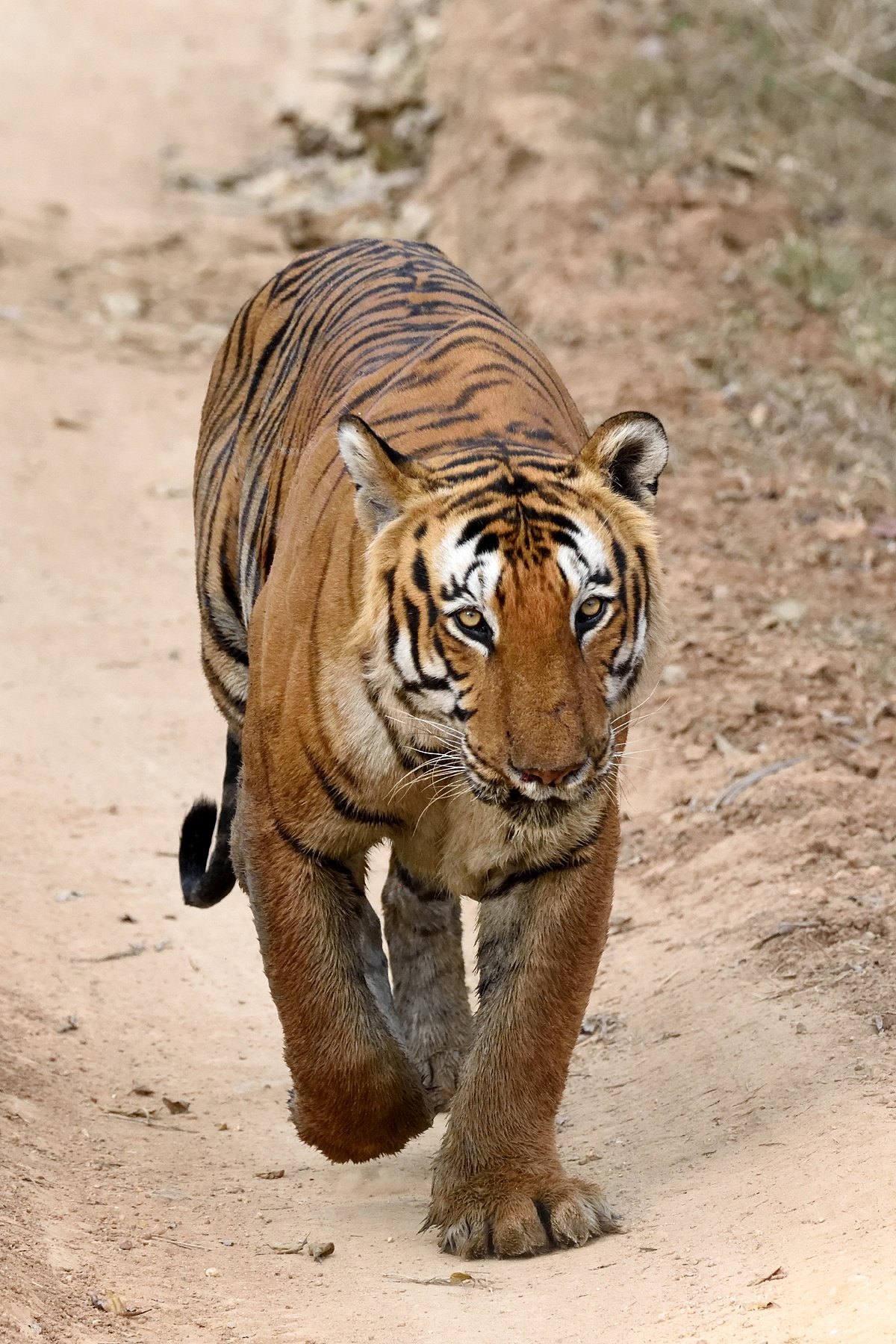 International Tiger Day 2025: ‘ಹುಲಿ’ರಾಯನಿಗೂ ಇಲ್ಲುಂಟು ಪೂಜೆ
