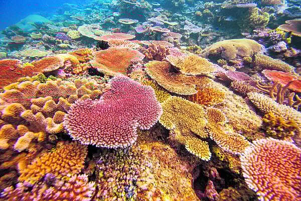 ಆಳ–ಅಗಲ | ಬದಲಾದ ಹವಾಮಾನ: ಹವಳ ದಿಬ್ಬ ನಿರ್ನಾಮ