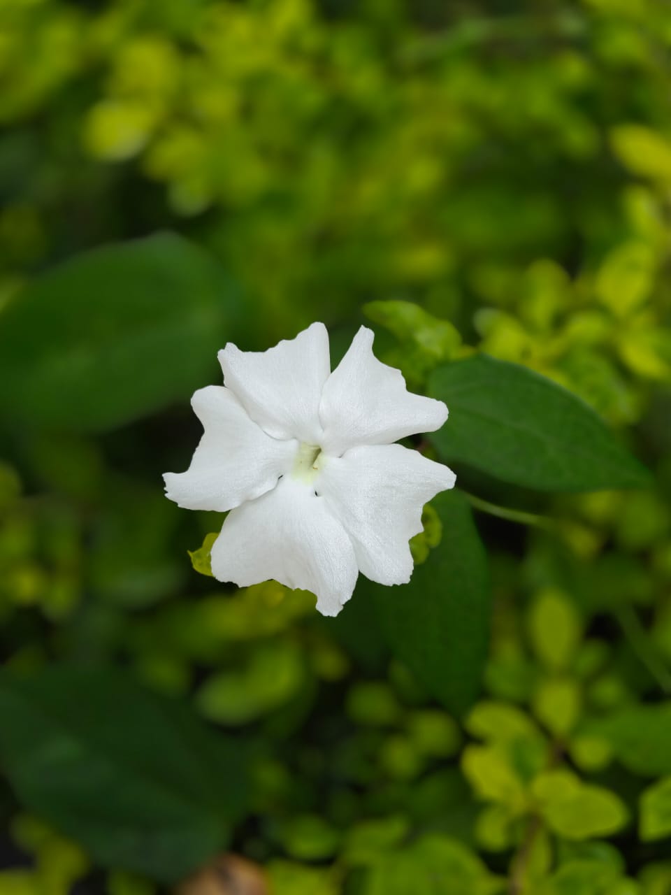 ಒನ್‌ಪ್ಲಸ್‌ ನಾರ್ಡ್‌ 5ನ ಕ್ಯಾಮೆರಾ ಚಿತ್ರ