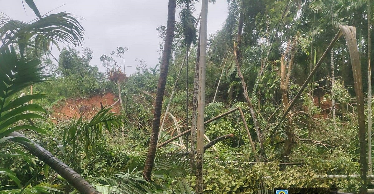 ಬಂಟ್ವಾಳ: ಮಳೆ ಇಳಿಮುಖ, ಅಡಿಕೆ ತೋಟಗಳಿಗೆ ಹಾನಿ