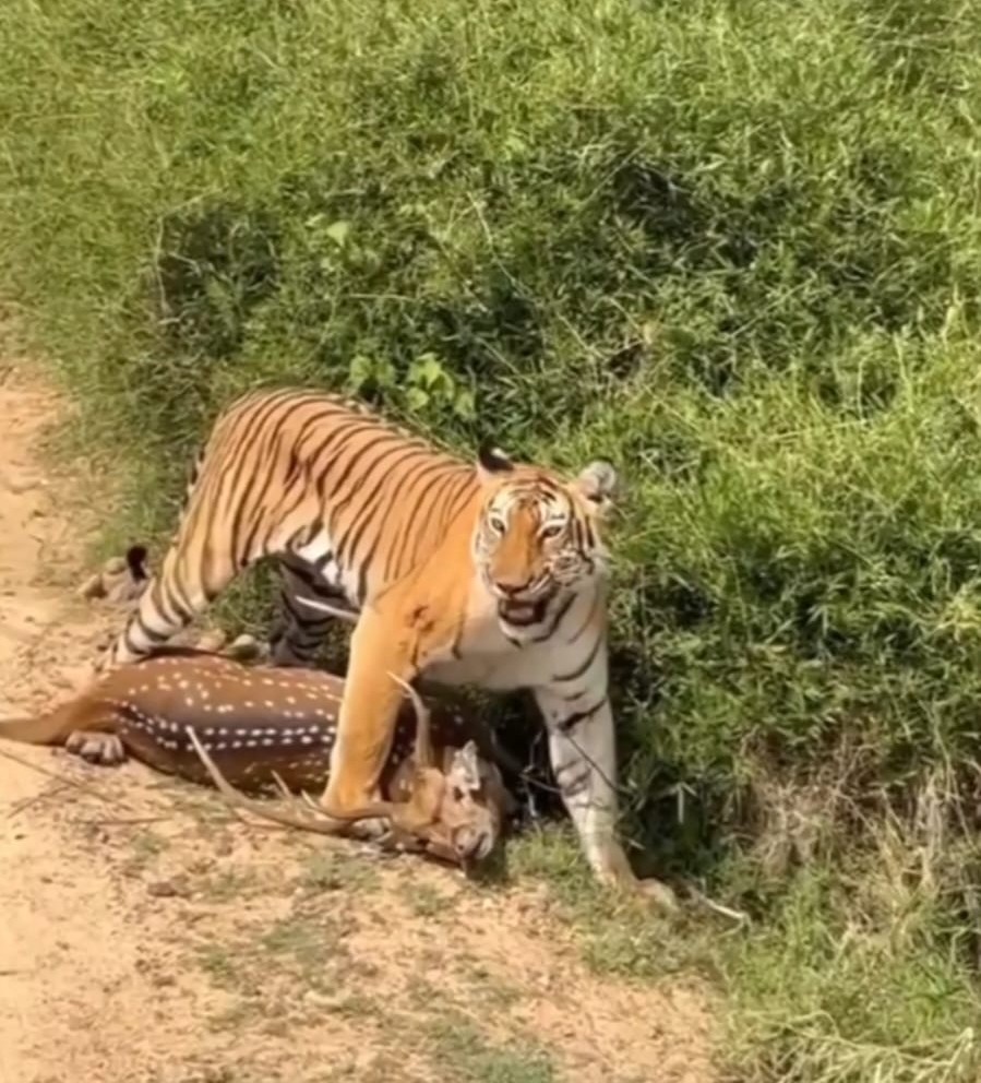 ಗುಂಡ್ಲುಪೇಟೆ ತಾಲ್ಲೂಕಿನ ಬಂಡೀಪುರ ಹುಲಿ ಸಂರಕ್ಷಿತ ಪ್ರದೇಶದ ತಾವರಗಟ್ಟೆ ಬಳಿ ಭಾನುವಾರ ಹುಲಿಯೊಂದು ಜಿಂಕೆಯನ್ನು ಬೇಟೆಯಾಡಿ ಹೊತ್ತೊಯ್ಯುತ್ತಿರುವ ದೃಶ್ಯ