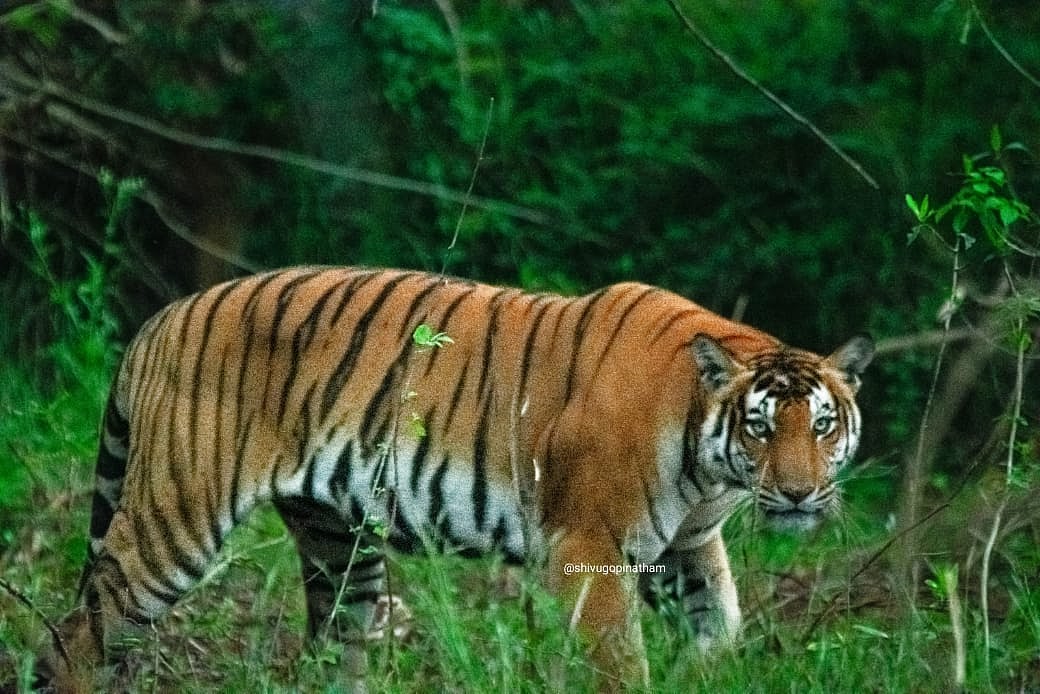 ಹನೂರು | ಮಹದೇಶ್ವರ ವನ್ಯಧಾಮ; ಹೆಚ್ಚಾದ ಹುಲಿ ಹೆಜ್ಜೆ