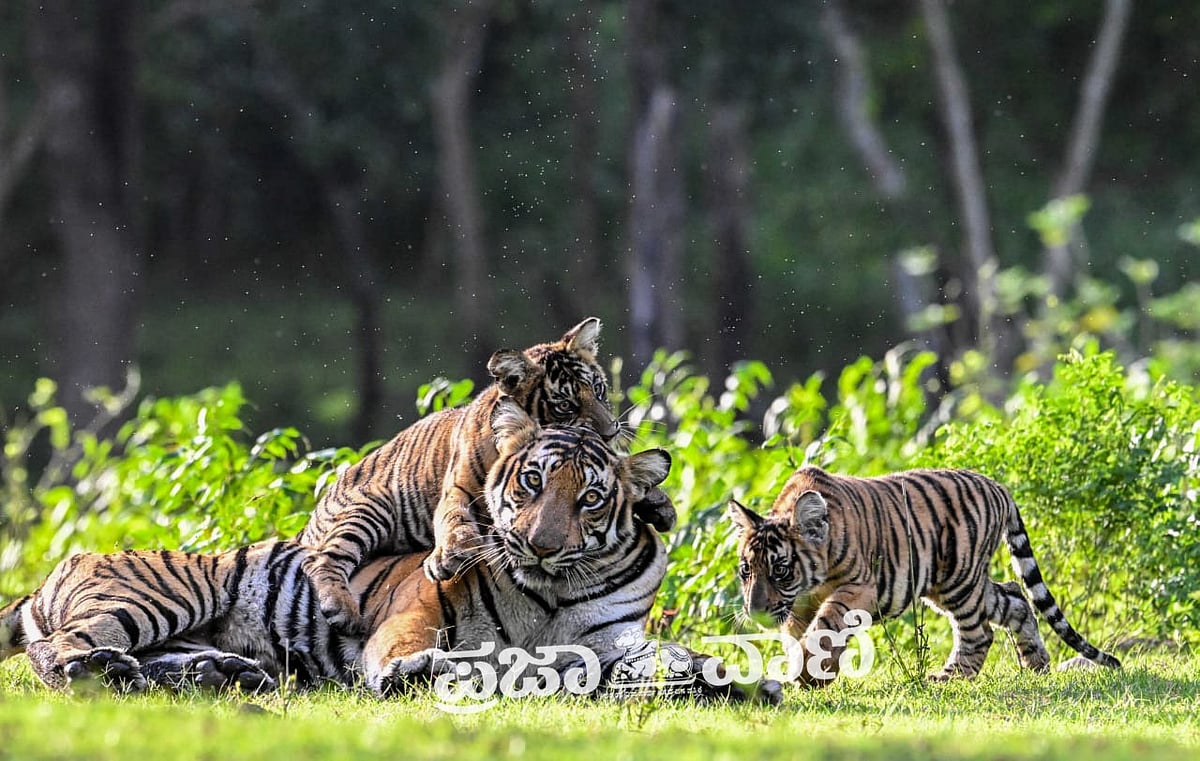 PHOTOS |World Tiger Day: ನಾಗರಹೊಳೆ ಅಭಯಾರಣ್ಯದಲ್ಲಿ ಮರಿಗಳೊಂದಿಗೆ ತಾಯಿ ಹುಲಿ