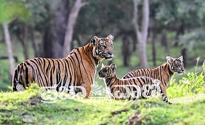 ವಿಶ್ವ ಹುಲಿ ದಿನದಂದು (ಜುಲೈ 29) ನಾಗರಹೊಳೆ ಅಭಯಾರಣ್ಯ ವ್ಯಾಪ್ತಿಯ ದಮನಕಟ್ಟೆಯಲ್ಲಿ ಮರಿಗಳೊಂದಿಗೆ ಹೆಜ್ಜೆ ಹಾಕುತ್ತಿದ್ದ ತಾಯಿ ಹುಲಿ ಕ್ಯಾಮೆರಾ ಕಣ್ಣಲ್ಲಿ ಸೆರೆಯಾಗಿದ್ದು ಹೀಗೆ...  