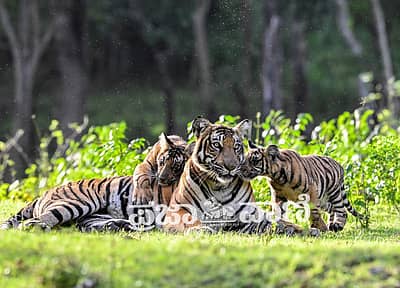 ವಿಶ್ವ ಹುಲಿ ದಿನದಂದು (ಜುಲೈ 29) ನಾಗರಹೊಳೆ ಅಭಯಾರಣ್ಯ ವ್ಯಾಪ್ತಿಯ ದಮನಕಟ್ಟೆಯಲ್ಲಿ ಮರಿಗಳೊಂದಿಗೆ ಹೆಜ್ಜೆ ಹಾಕುತ್ತಿದ್ದ ತಾಯಿ ಹುಲಿ ಕ್ಯಾಮೆರಾ ಕಣ್ಣಲ್ಲಿ ಸೆರೆಯಾಗಿದ್ದು ಹೀಗೆ...  