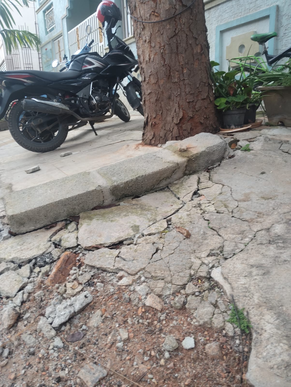 ಮರದ ಬೇರುಗಳಿಂದ ರಸ್ತೆ ಕಿತ್ತುಹೋಗಿರುವುದು
