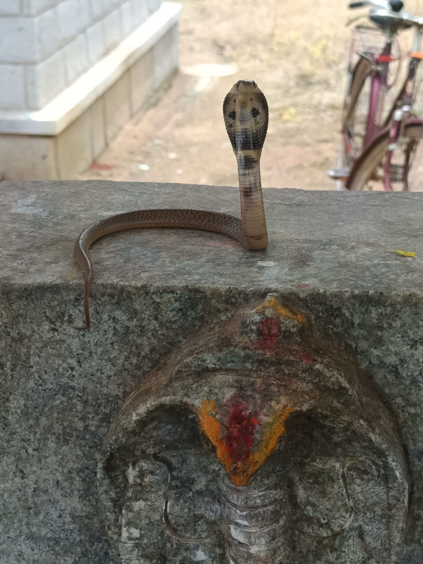 ಸಂತೇಬೆನ್ನೂರು ಸಮೀಪದ ನಾಗೇನಹಳ್ಳಿ ಗ್ರಾಮದ ಆಂಜನೇಯ ಹಾಗೂ ಶಿವನ ದೇಗುಲದ ಸಮುಚ್ಚಯದಲ್ಲಿರುವ ನಾಗರ ಕಲ್ಲಿನ ಮೇಲೆ ನಾಗರ ಪಂಚಮಿ ಮುನ್ನಾ ದಿನ ಹೆಡೆ ಬಿಚ್ಚಿ ನಿಂತ ನಾಗರ ಹಾವು.