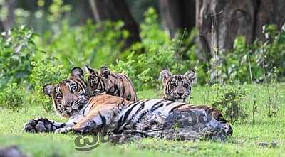 ವಿಶ್ವ ಹುಲಿ ದಿನದಂದು (ಜುಲೈ 29) ನಾಗರಹೊಳೆ ಅಭಯಾರಣ್ಯ ವ್ಯಾಪ್ತಿಯ ದಮನಕಟ್ಟೆಯಲ್ಲಿ ಮರಿಗಳೊಂದಿಗೆ ಹೆಜ್ಜೆ ಹಾಕುತ್ತಿದ್ದ ತಾಯಿ ಹುಲಿ ಕ್ಯಾಮೆರಾ ಕಣ್ಣಲ್ಲಿ ಸೆರೆಯಾಗಿದ್ದು ಹೀಗೆ...  