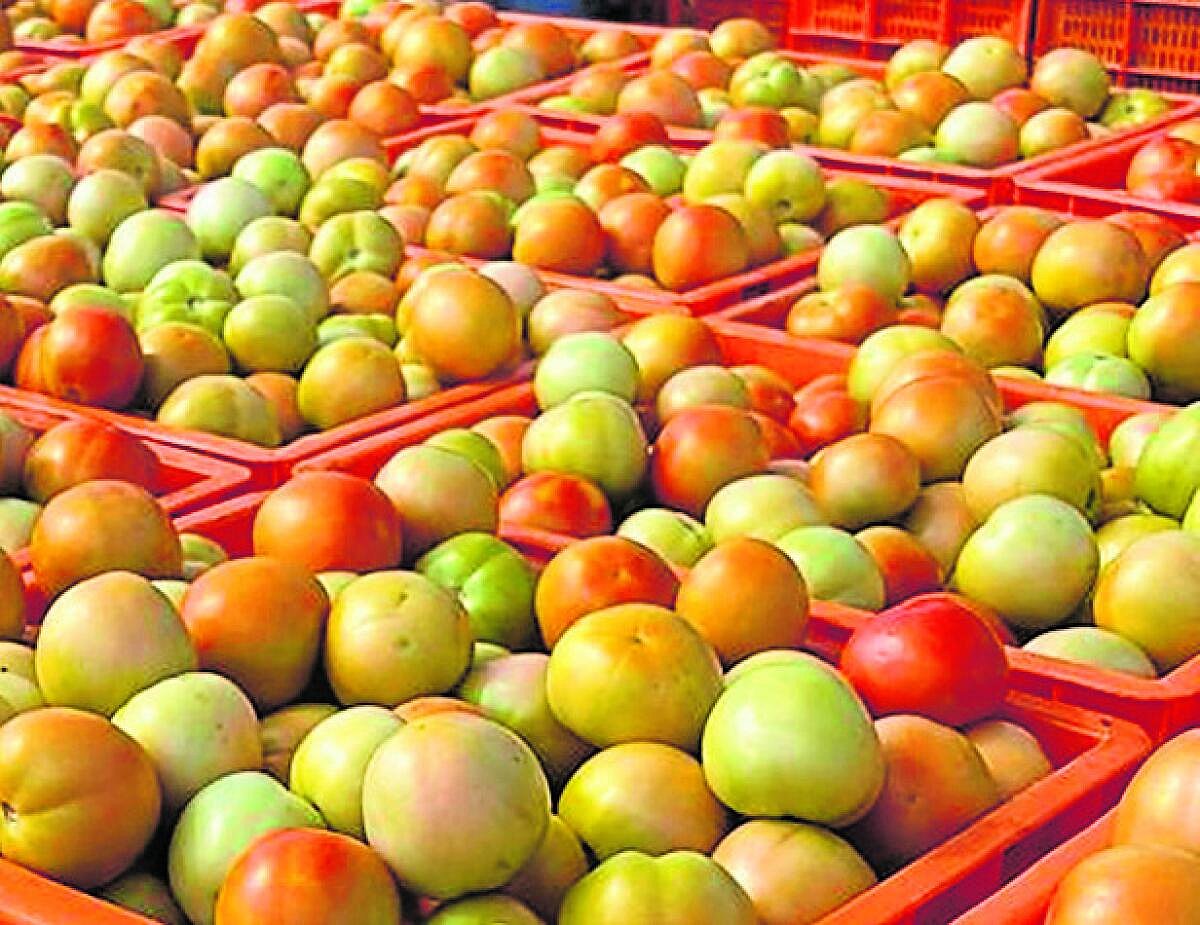 ಚಿಂತಾಮಣಿ | ಏರಿಕೆಯತ್ತ ಟೊಮೆಟೊ ಬೆಲೆ: ರೈತರಿಗೆ ಸಂತಸ